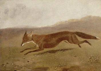 The Fox